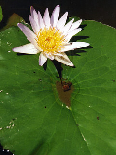 Botanischer Garten Bild-Nr. II30N04_isa